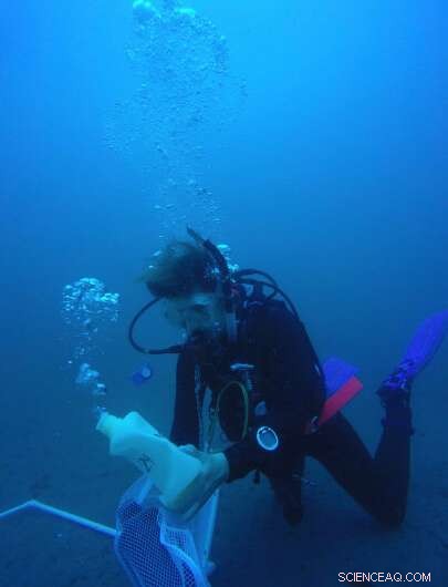 Carlsbad Desalination Plant Brine Discharge Study Uncovers Promising and Concerning Outcomes