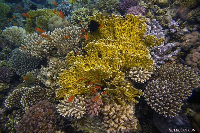 Climate Change May Force Corals to Survive Solo, New Research Reveals