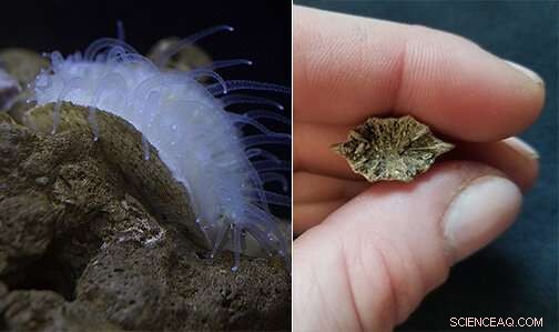 Climate Change May Force Corals to Survive Solo, New Research Reveals