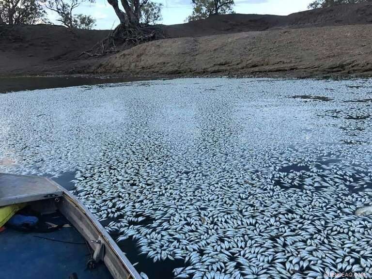 Australia s River Authority Faces Criticism Over Mass Fish Die-Off