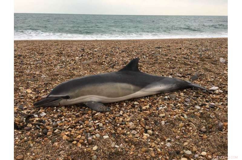 Microplastics Found in Every Marine Mammal from Britain s Coast