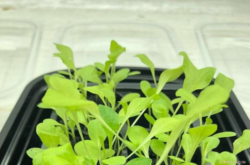 Rice University Engineers Show How to Clean Oil-Contaminated Soil with Lettuce