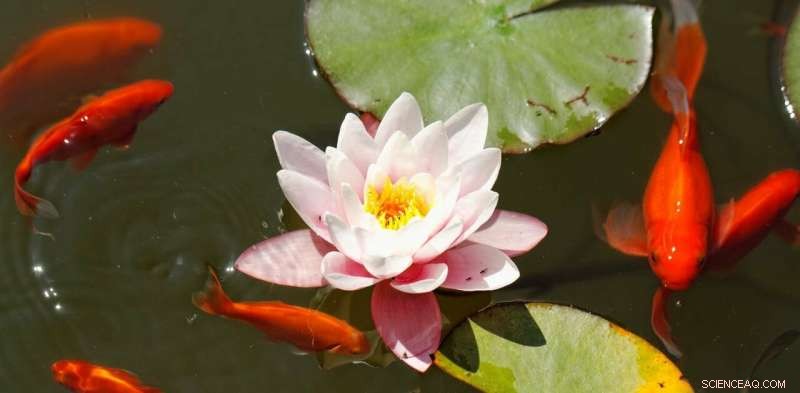 Ponds Sequester More Carbon Than Woodlands – How Your Garden Can Combat Climate Change