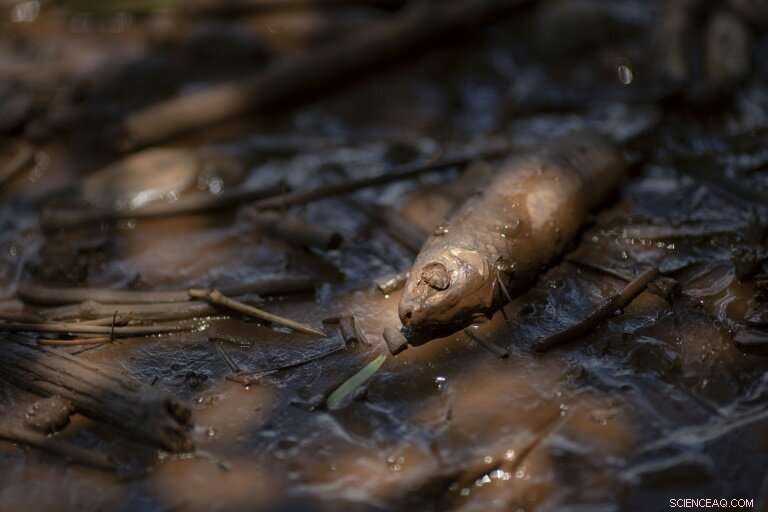 Dam Failure Endangers Indigenous Community in Brazil