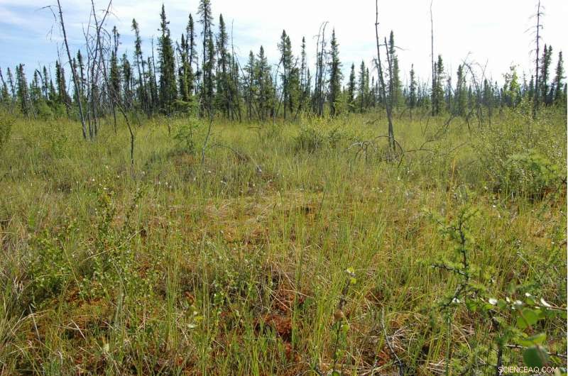 Early Spring Rain Triggers 30% Surge in Methane from Thawing Permafrost