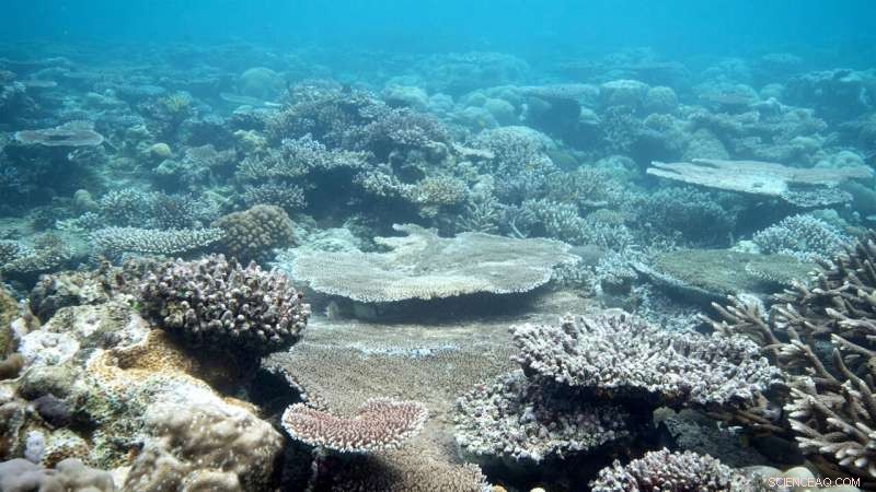 Corals Fine-Tune Photosynthesis to Match Environmental Conditions