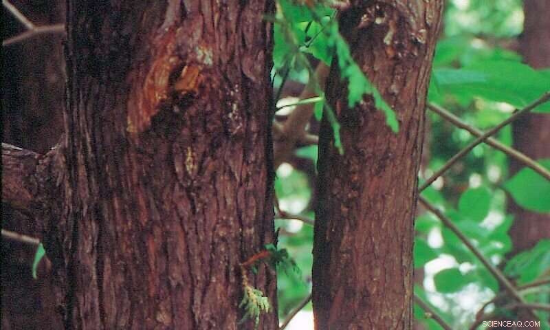 Carbon, Climate, and North America s Oldest Boreal Trees: Their Role in Sequestering CO₂
