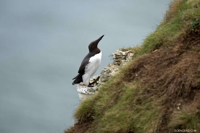 Dutch Scientists Investigate Mass Death of 20,000 Guillemot Seabirds Along North Sea Coast