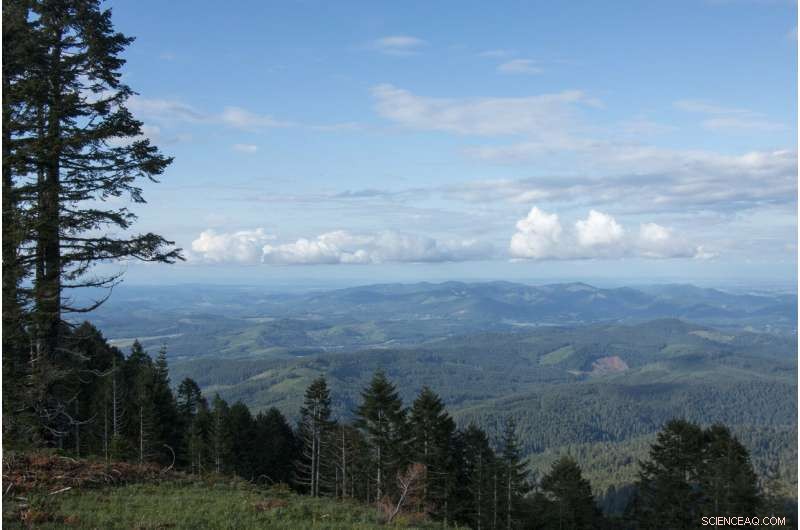 Oregon State Study Projects Major Climate-Driven Changes to Pacific Northwest Coastal Forests