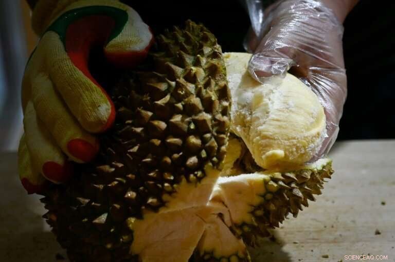 China’s Durian Demand Drives Deforestation in Malaysian Forests
