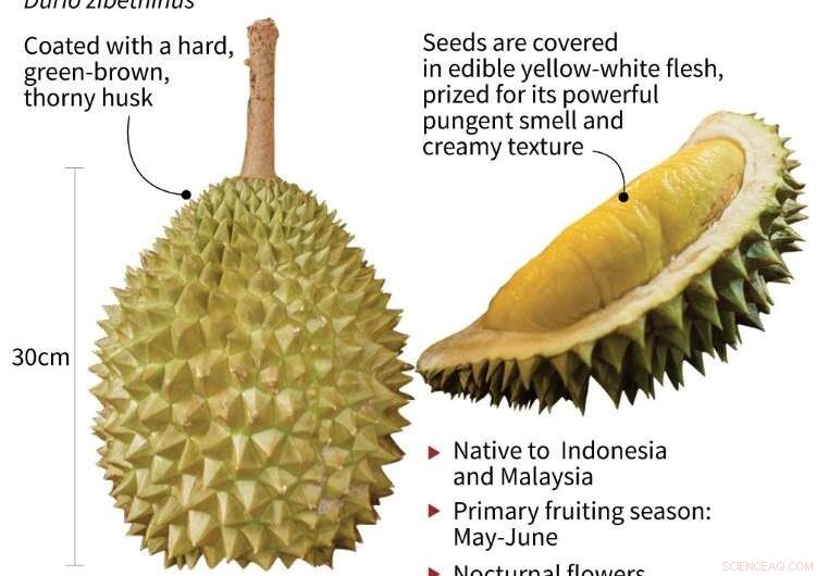 China’s Durian Demand Drives Deforestation in Malaysian Forests