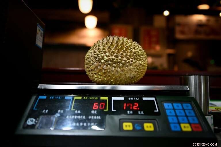 China’s Durian Demand Drives Deforestation in Malaysian Forests