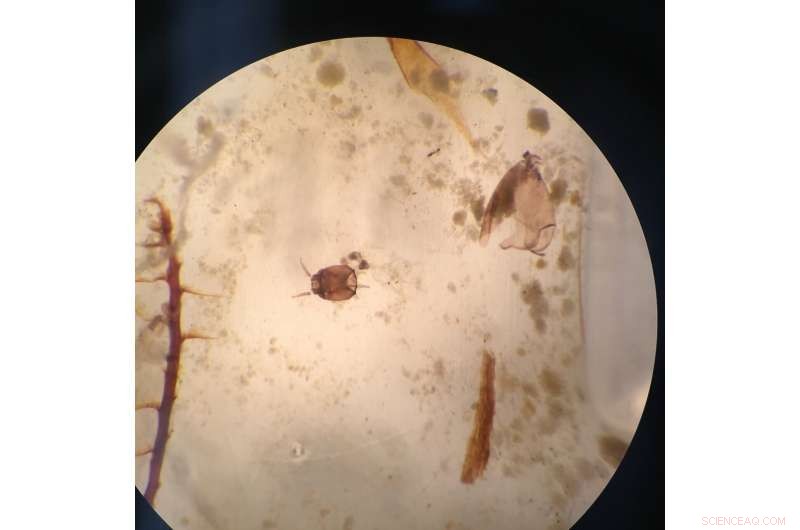 New Study Reveals Vikings Thrived in a Warmer Greenland