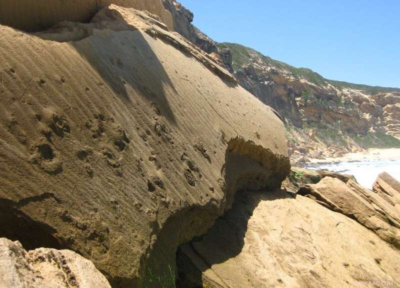 Rock Trackways Reveal Ancient Animal Migrations Across Southern Africa