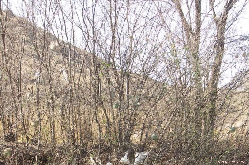 Beyond Bags and Straws: Why a Global Treaty to Ban Single‑Use Plastics is Essential