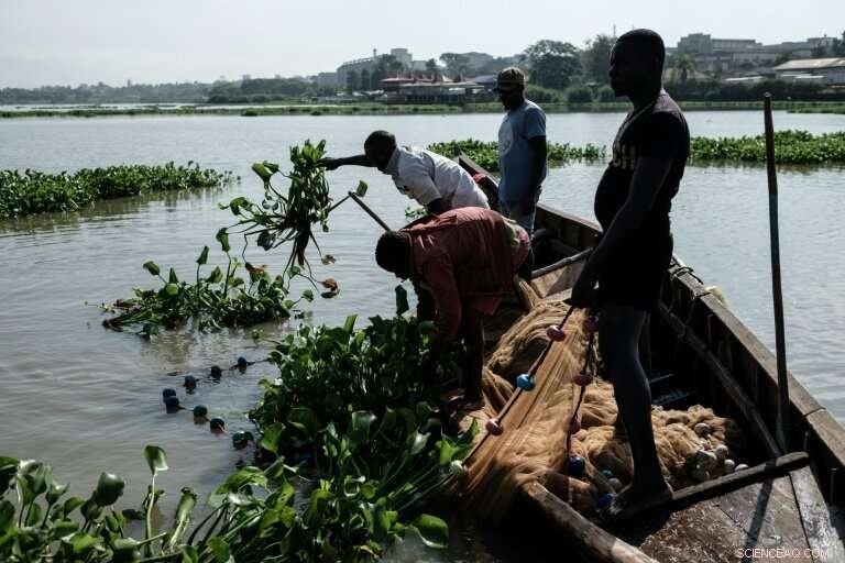Lake Victoria Faces Algal Bloom Threat: A Green Menace Erodes Africa’s Blue Heart