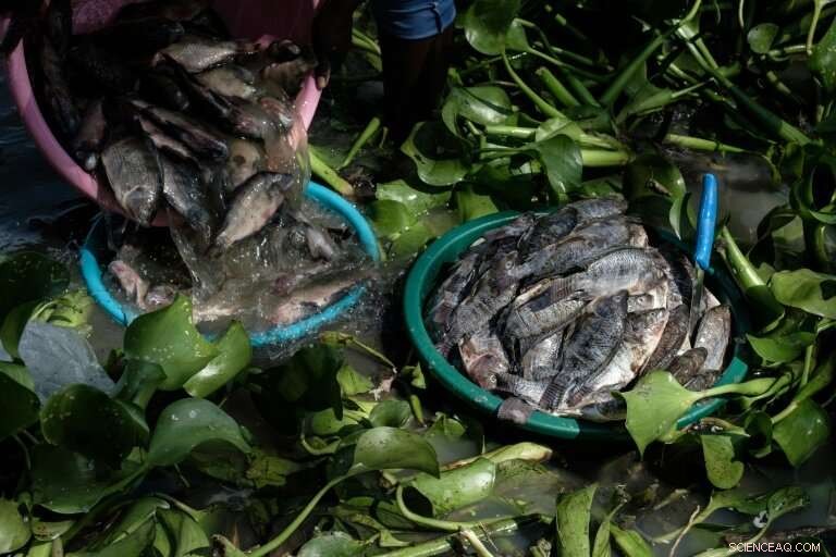 Lake Victoria Faces Algal Bloom Threat: A Green Menace Erodes Africa’s Blue Heart