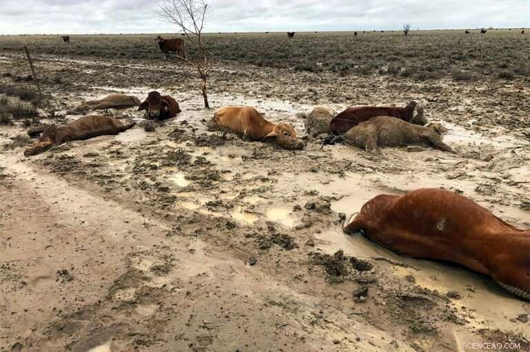 Australian Floods Threaten Hundreds of Thousands of Drought‑Stressed Cattle