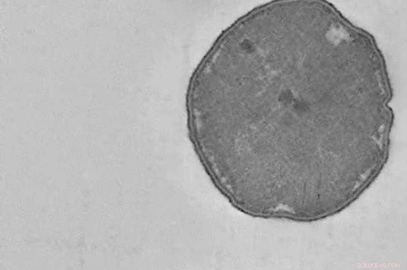 New Study Reveals Life Thrived on Earth 3.5 Billion Years Ago