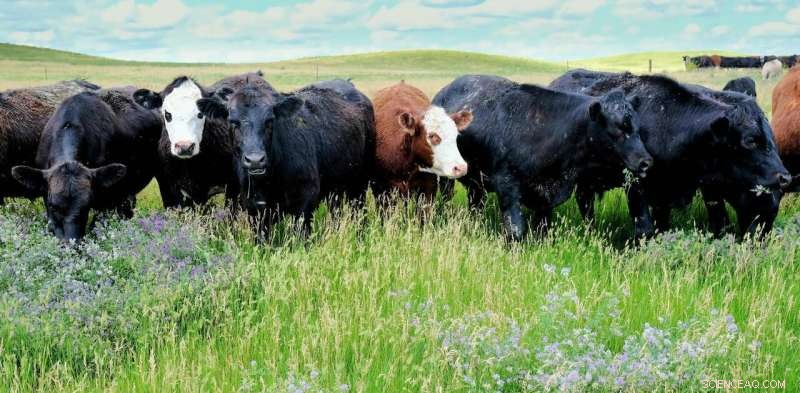 How Regenerative Agriculture Reclaims Farmers as Land Stewards