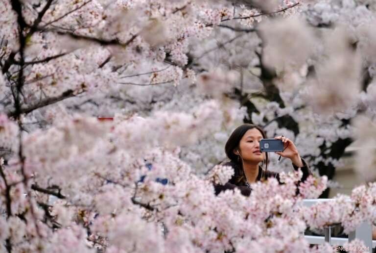 Accurate Forecasting of Japan s Cherry Blossom Bloom: Art Meets Science