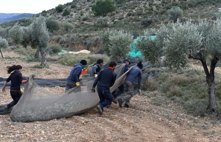 Revive a Spanish Village by Adopting an Ancient Olive Tree