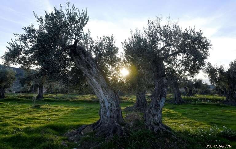 Revive a Spanish Village by Adopting an Ancient Olive Tree