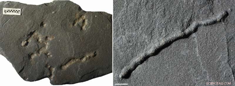 Scientists Uncover Earth’s Earliest Motility Evidence