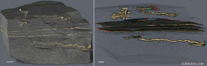 Scientists Uncover Earth’s Earliest Motility Evidence