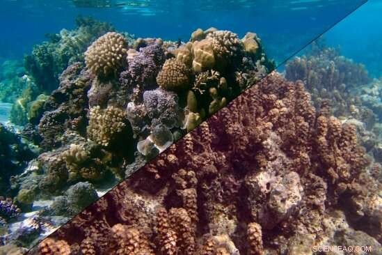 New Study Reveals Tropical Reefs Can Support Coral or Seaweed Communities Under Identical Conditions
