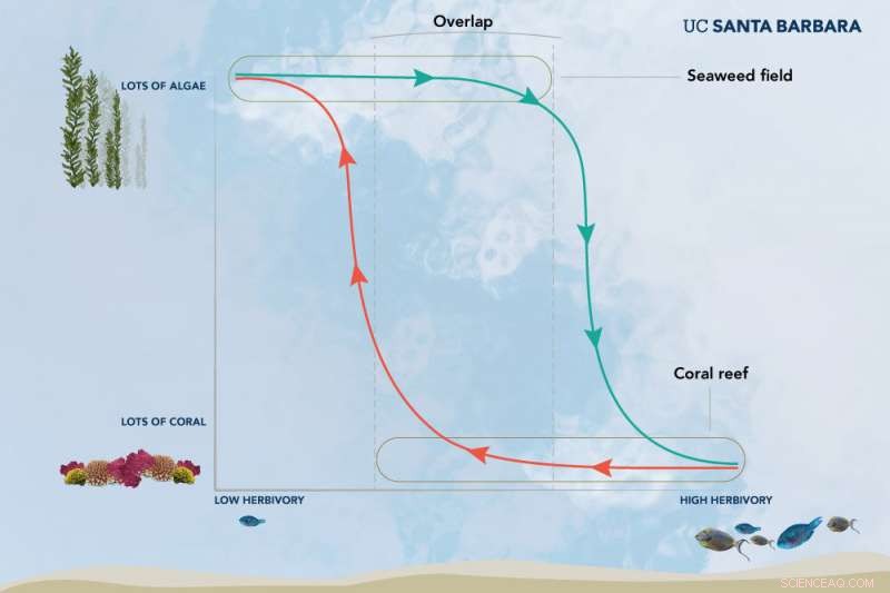 New Study Reveals Tropical Reefs Can Support Coral or Seaweed Communities Under Identical Conditions