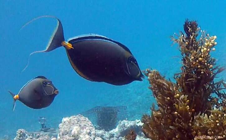 New Study Reveals Tropical Reefs Can Support Coral or Seaweed Communities Under Identical Conditions