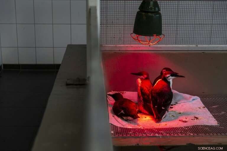 Dutch Scientists Investigate Sudden Mass Bird Deaths Along Coast