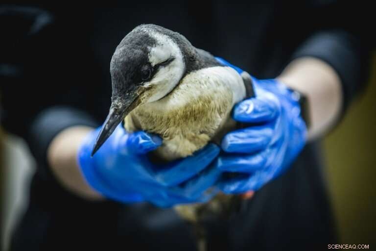 Dutch Scientists Investigate Sudden Mass Bird Deaths Along Coast