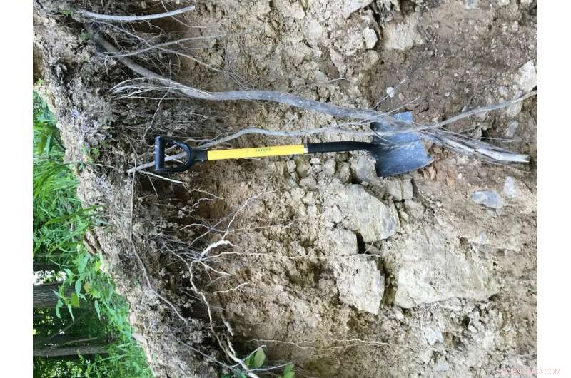 Data-Driven Success: Advancing Land Reclamation Efforts