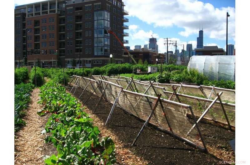 Urban Agriculture: Strengthening Food Security Across U.S. Cities