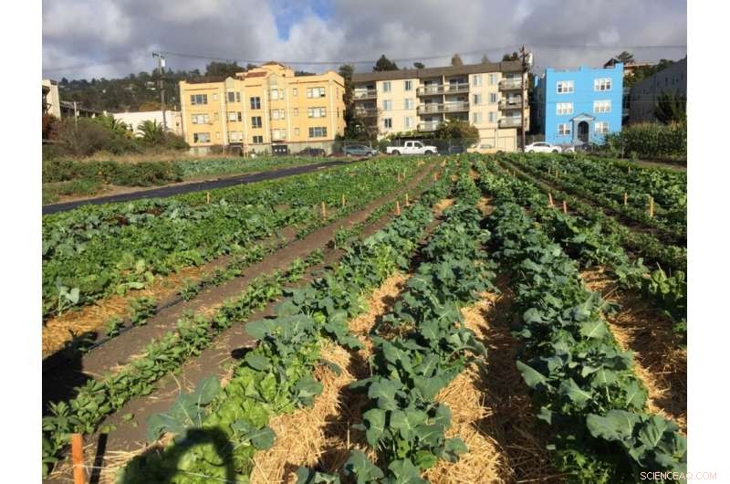 Urban Agriculture: Strengthening Food Security Across U.S. Cities