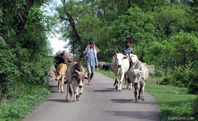 Machine Learning Reveals Key Role of Land Stewardship in Conservation Policy