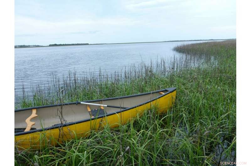 Duke University Research Reveals Predictive Clues for Marsh Survival Tipping Points