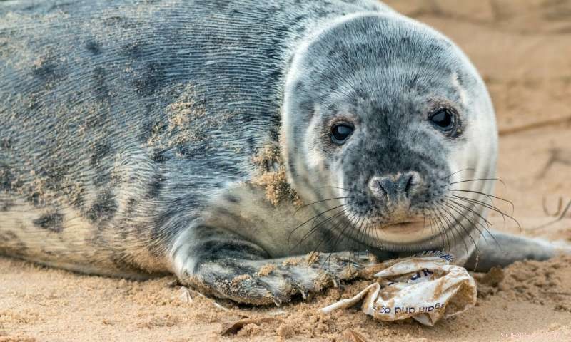 Microplastics Threaten Britain s Grey Seal Populations at Key Nesting Sites