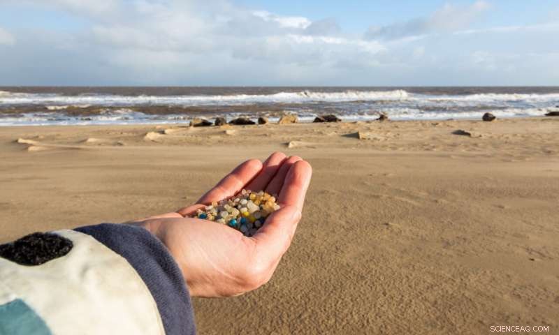 Microplastics Threaten Britain s Grey Seal Populations at Key Nesting Sites