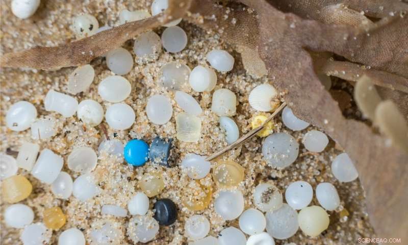 Microplastics Threaten Britain s Grey Seal Populations at Key Nesting Sites