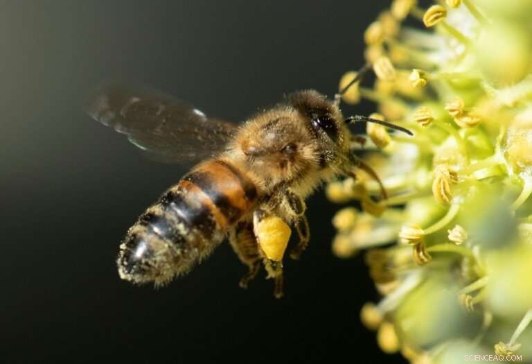 Bavarians Rally in Record-Breaking Petition to Save Bees