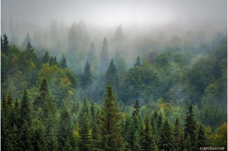 Europe Advances Forest Data Harmonization: Over 20 Countries Adopt Shared Practices