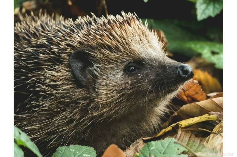 New Study Detects Persistent Organic Pollutants in Wild Mammal Fur