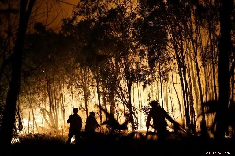 Tasmania Wildfires Threaten Ancient Species: Scientists Warn of Extinction