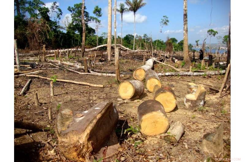 Assessing Carbon Capture at Woodchip-Fired Power Stations: Are They Truly Green Game‑Changers?