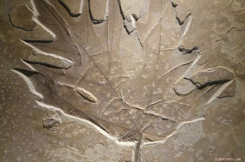 Ancient Leaf Records Reveal 7,000 Years of Rainfall and Drought in Southeast Queensland