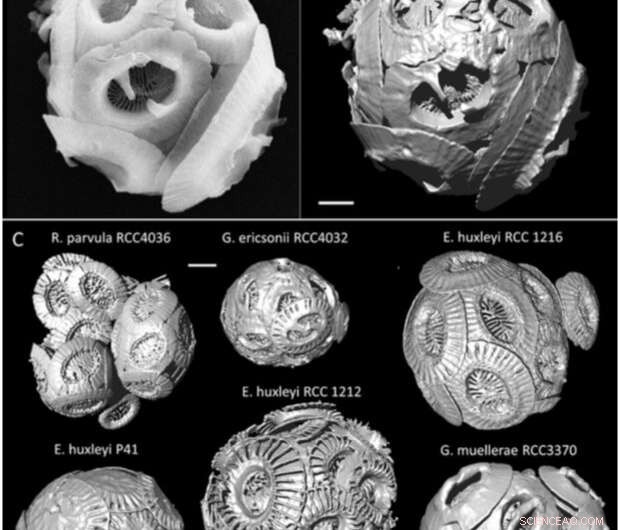 Revealing the Marine World s Smallest Skeletons with 3D Synchrotron Imaging