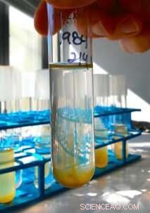 Uncovering the Source of Long Island’s Devastating Brown Tides